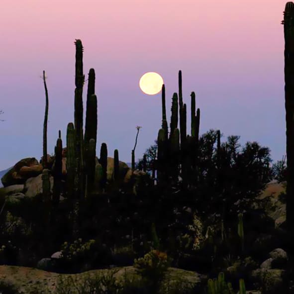 Explorar Cataviña – BAJA CALIFORNIA, MARAVILLAS NATURALES